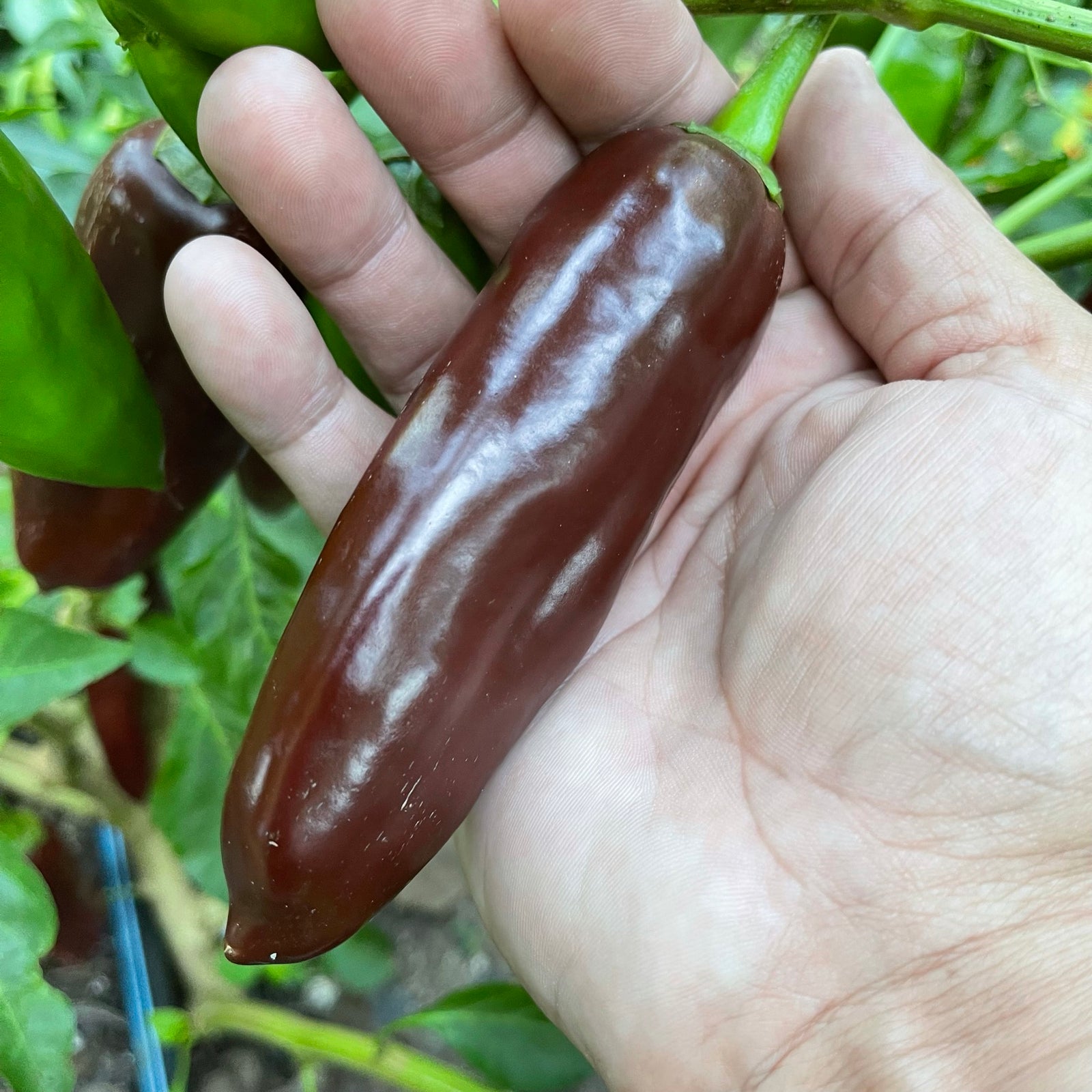 Brown Jalapeno - Seeds - Bohica Pepper Hut 