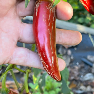 Jalapeño TAM - Seeds - Bohica Pepper Hut 