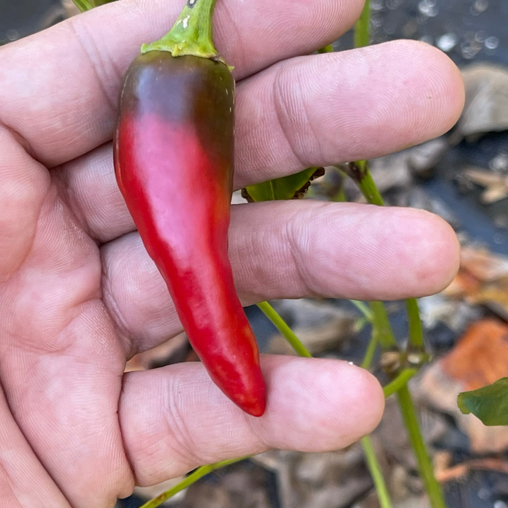 50+ TAM Jalapeno Pepper Seeds - Non-GMO Heirloom, Green Hot Peppers, USA Grown