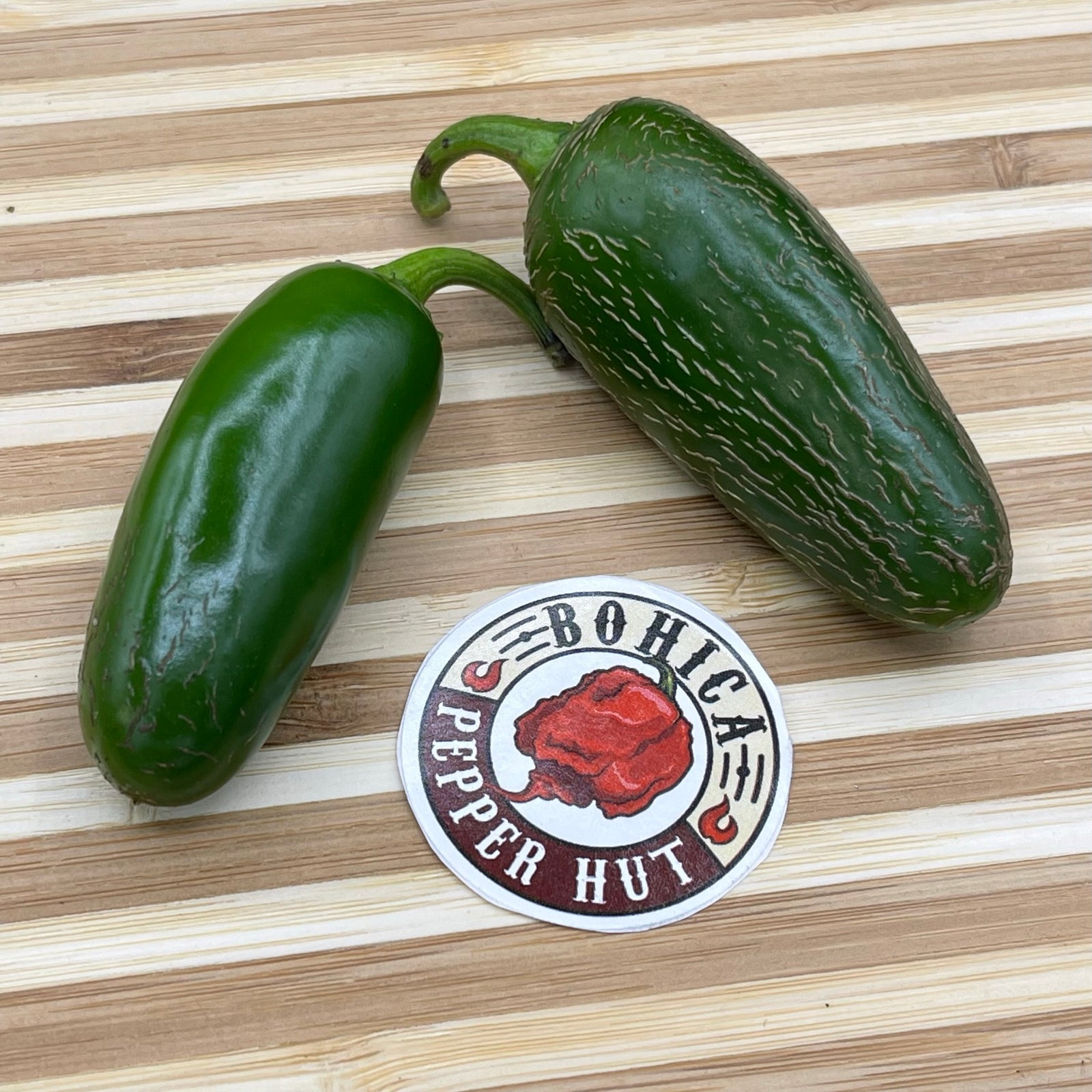 Jalapeño M - Seeds - Bohica Pepper Hut 