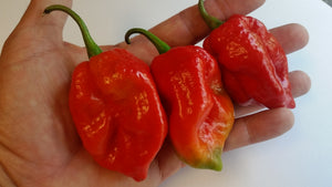 Large Red 7 POD - Seeds - Bohica Pepper Hut 