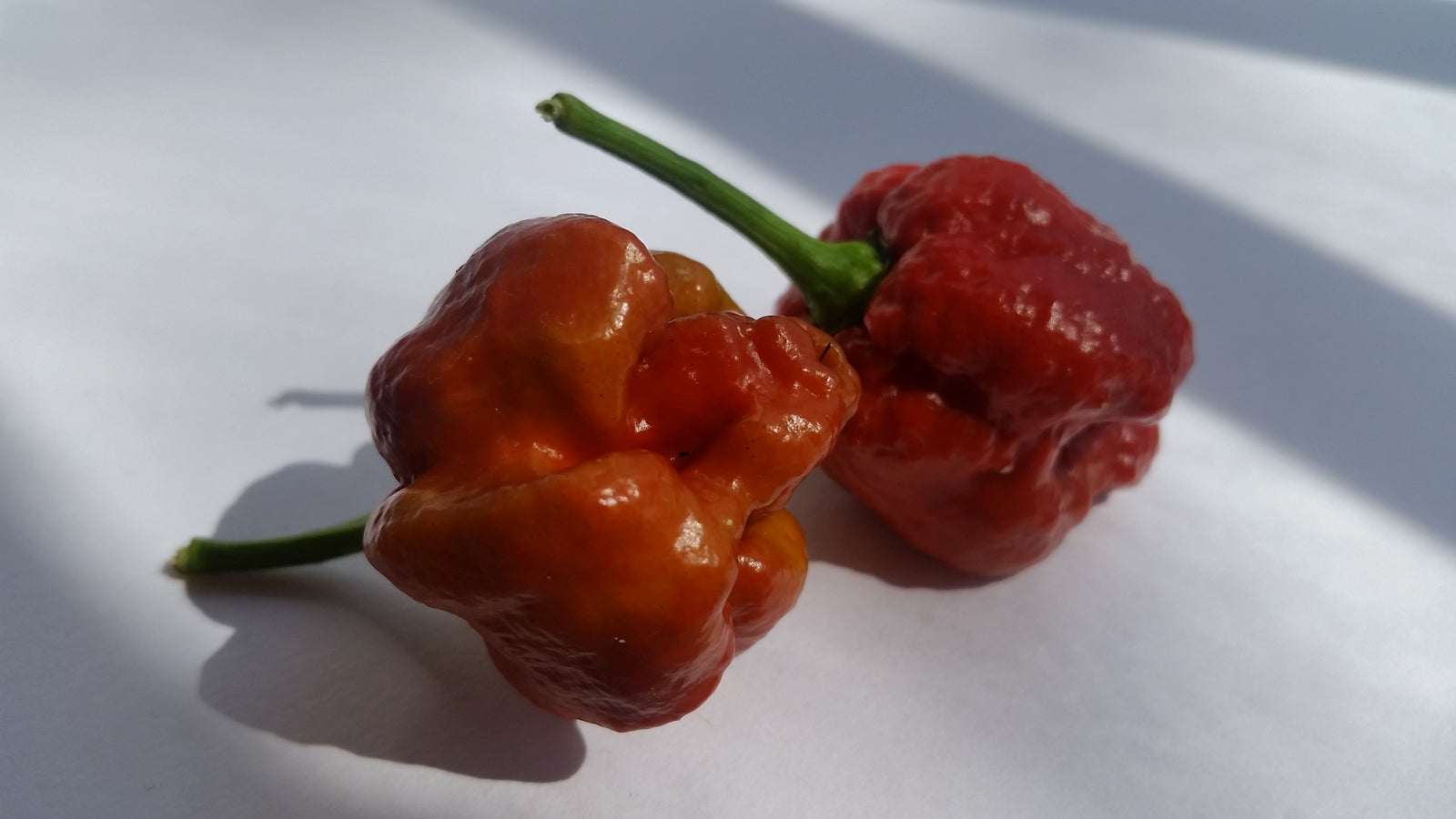 Moruga Scorpion Caramel - Seeds - Bohica Pepper Hut 