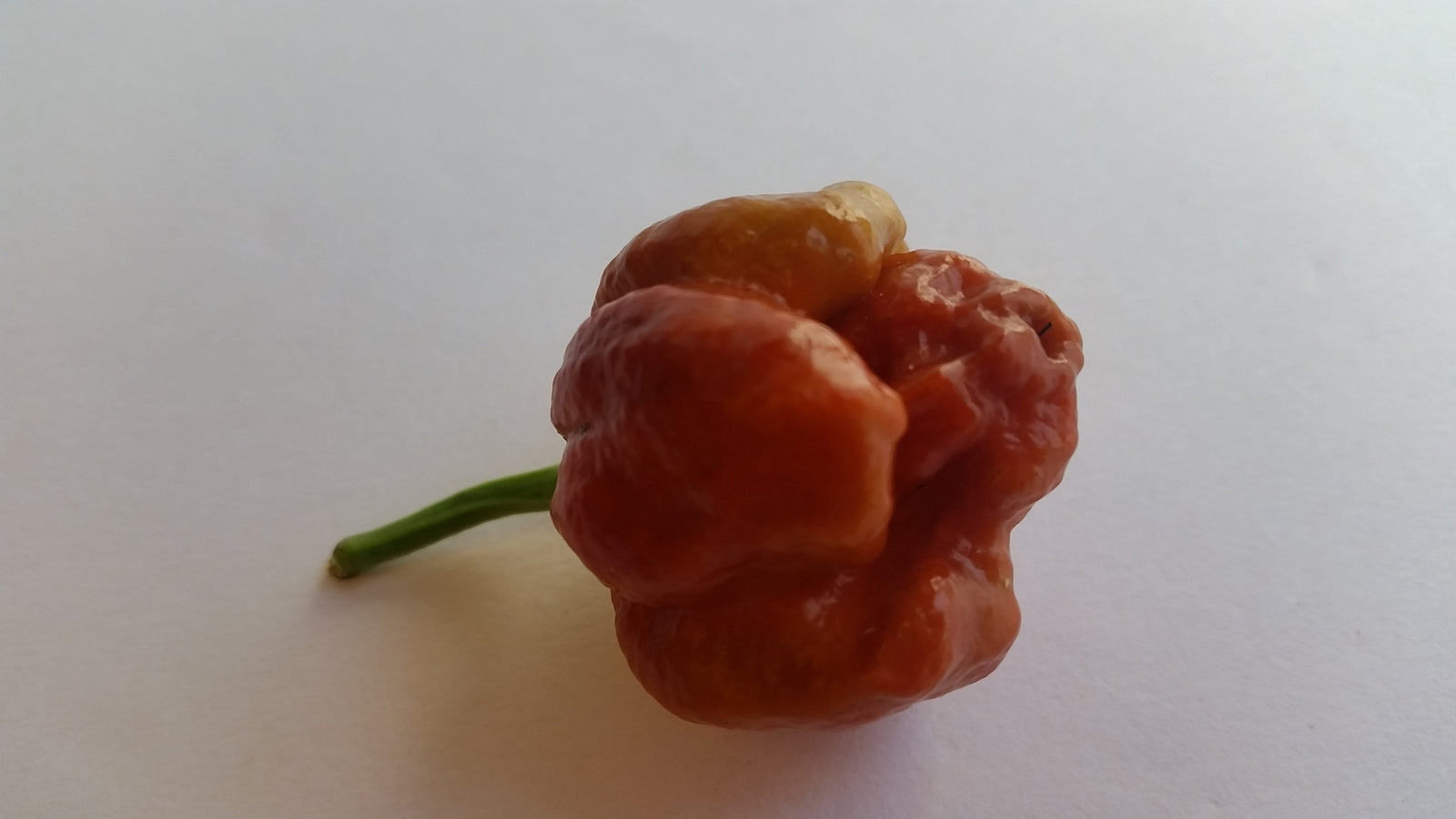 Moruga Scorpion Caramel - Seeds - Bohica Pepper Hut 