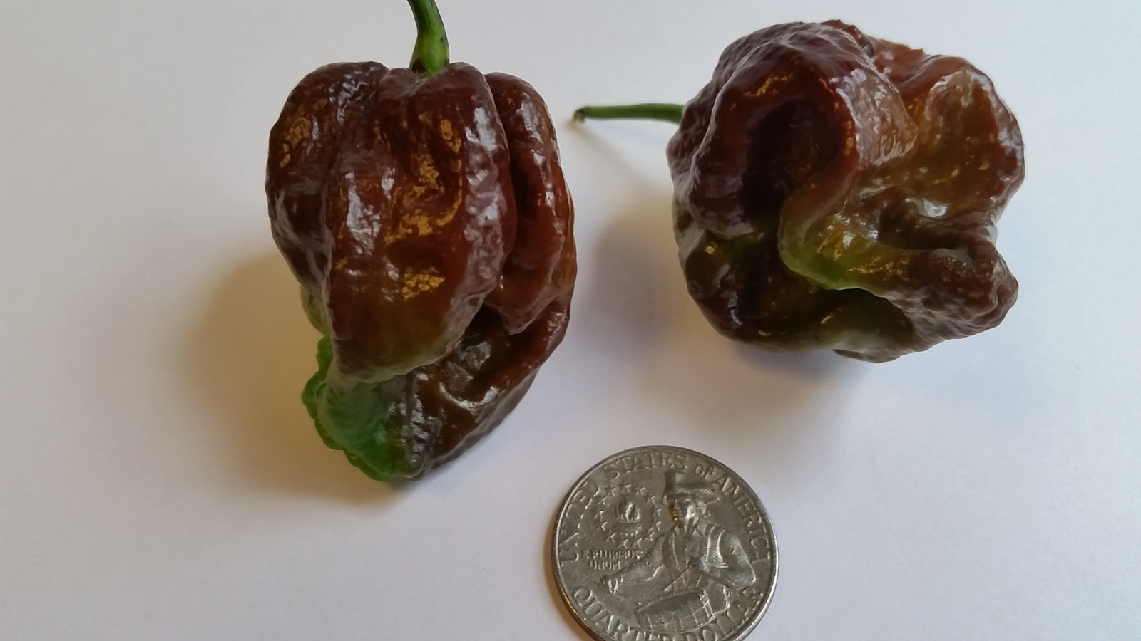 Moruga Scorpion Chocolate - Seeds - Bohica Pepper Hut 