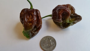Moruga Scorpion Chocolate - Seeds - Bohica Pepper Hut 