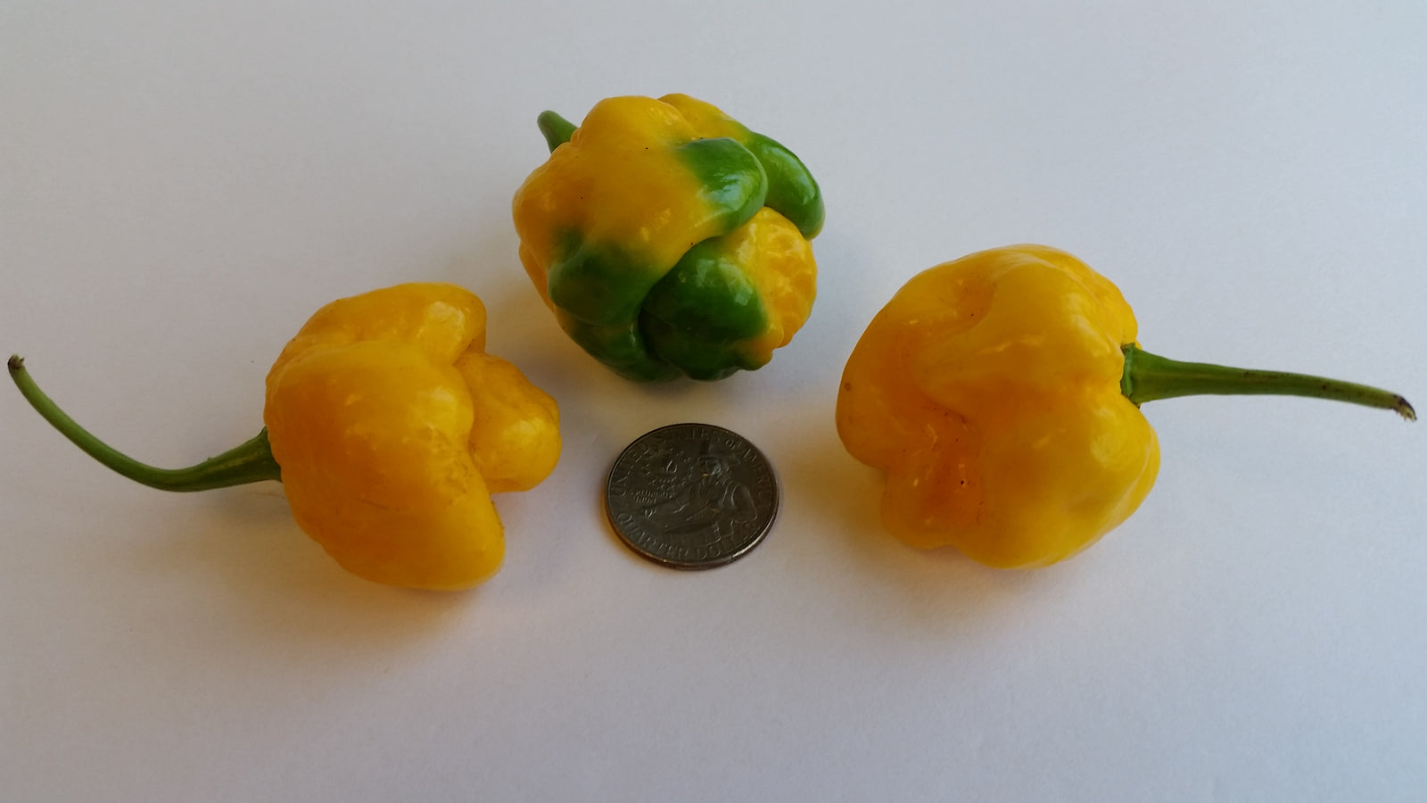 Moruga Scorpion Yellow - Seeds - Bohica Pepper Hut 