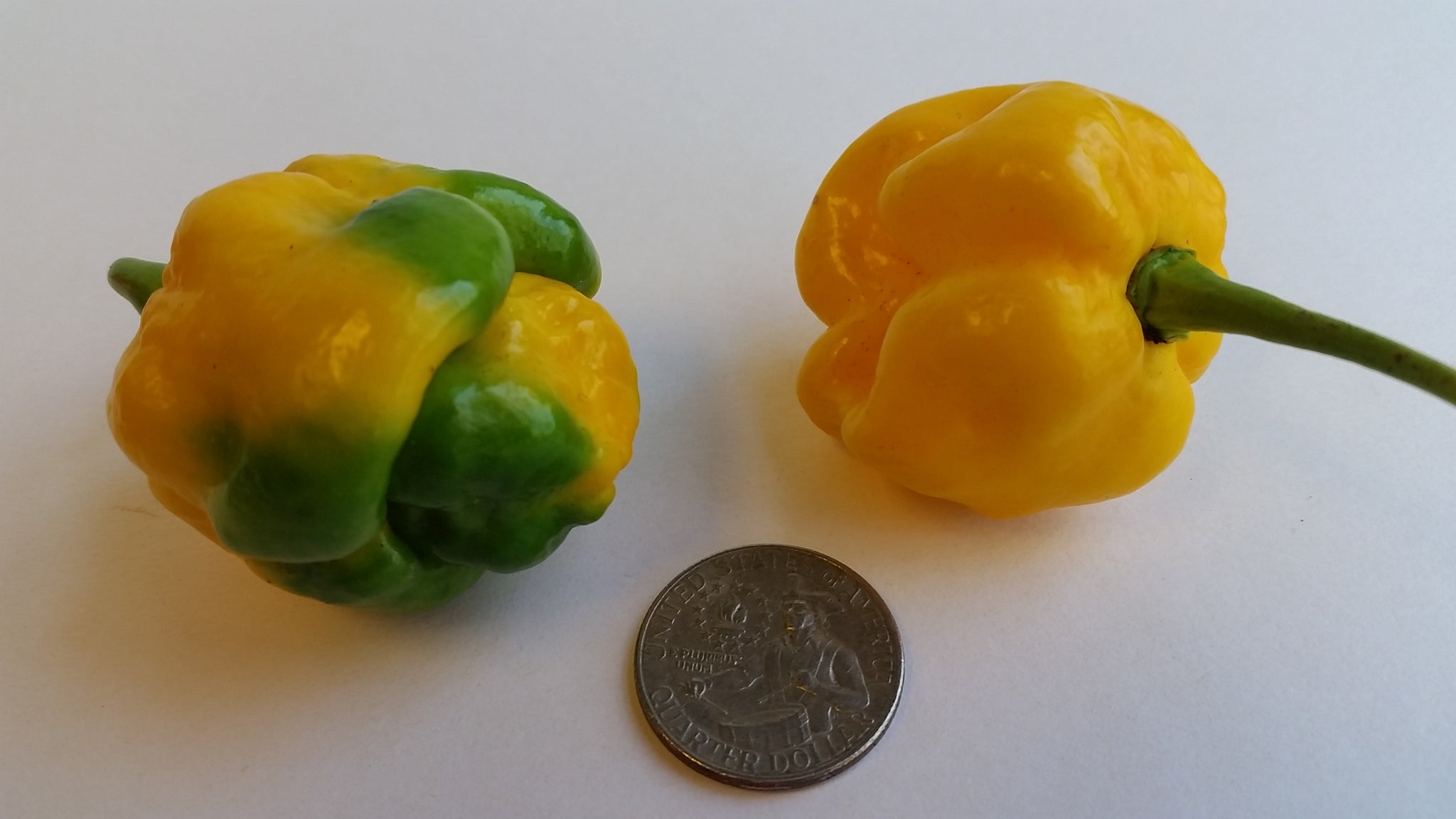 thumbnail image 2 of 15 Yellow Trinidad Moruga Scorpion Pepper Seeds – Super Hot, Annual, USA Grown 2 of 4