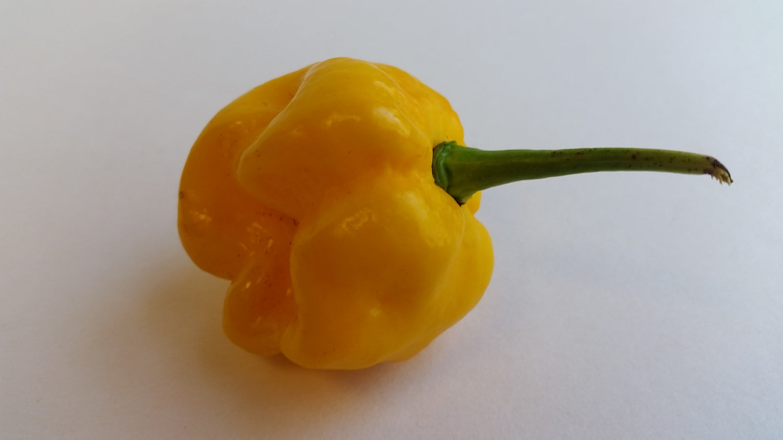 Moruga Scorpion Yellow - Seeds - Bohica Pepper Hut 