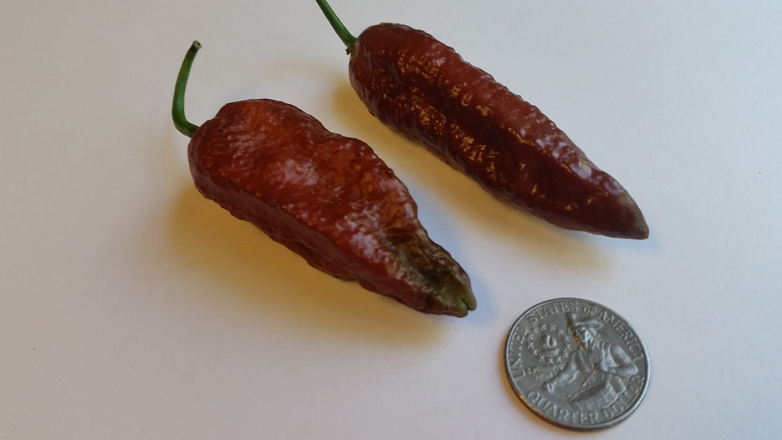Naga Black - Seeds - Bohica Pepper Hut 