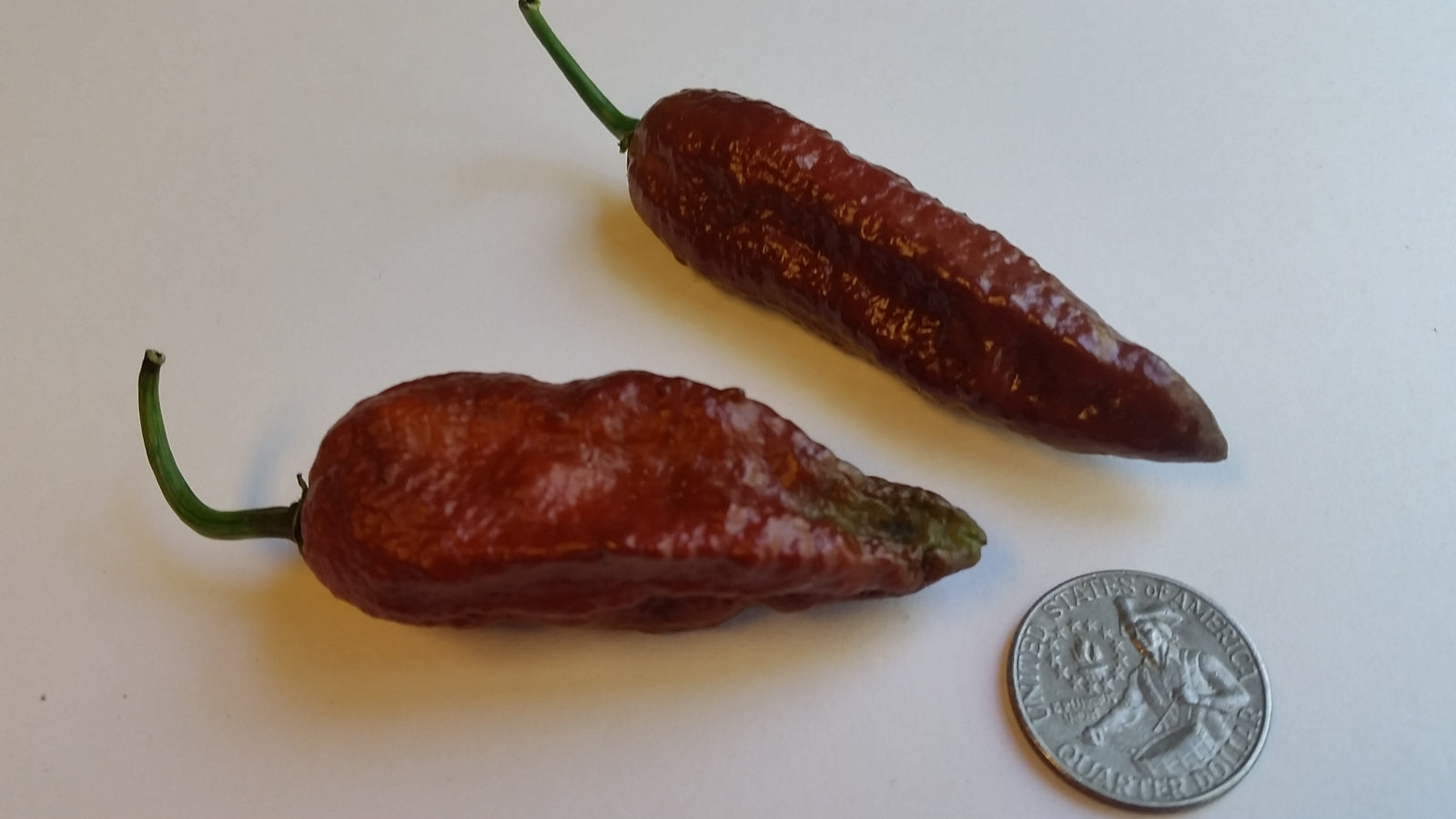 Naga Black - Seeds - Bohica Pepper Hut 
