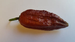 Naga Black - Seeds - Bohica Pepper Hut 