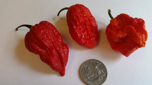 Naga Brain Red - Seeds - Bohica Pepper Hut 