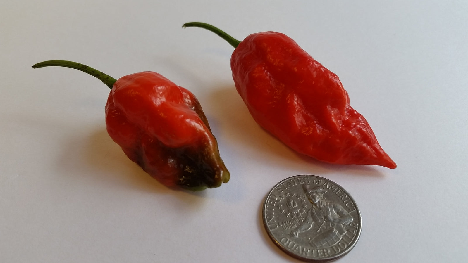 Naga Morich - Seeds - Bohica Pepper Hut 