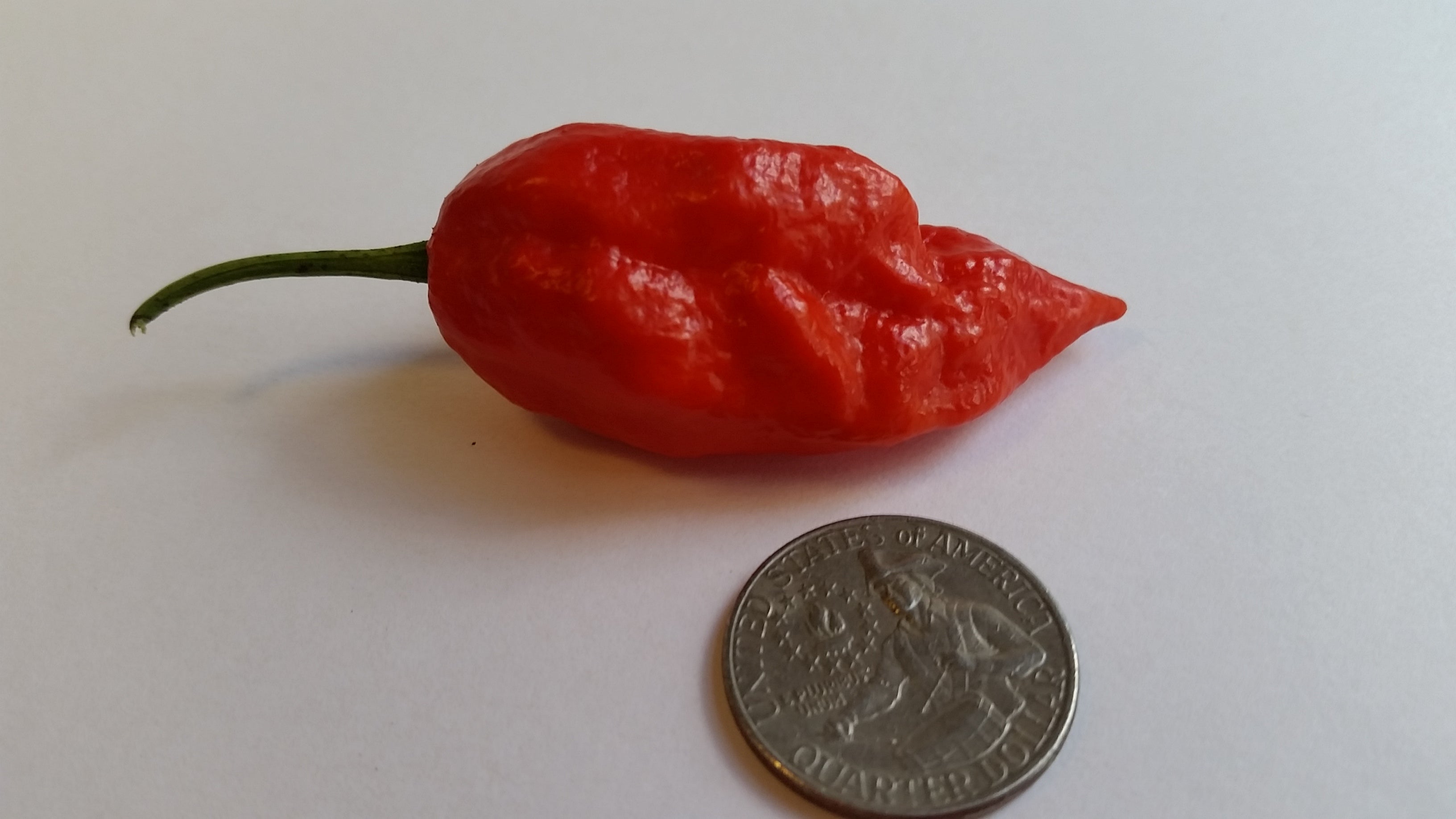 Naga Morich - Fresh Seeds from Bohica Pepper Hut