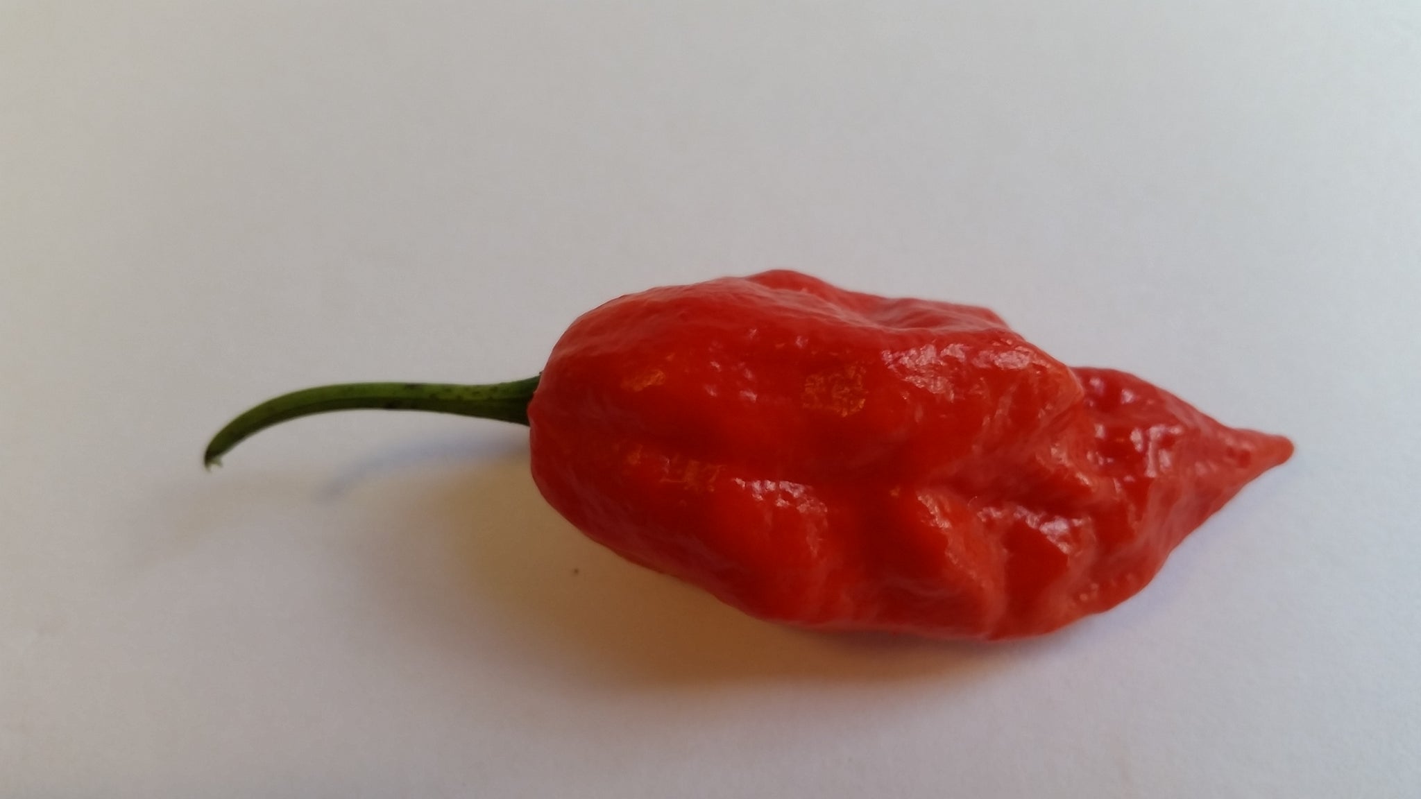 Morich Naga Morich - Fresh Seeds from Bohica Pepper Hut