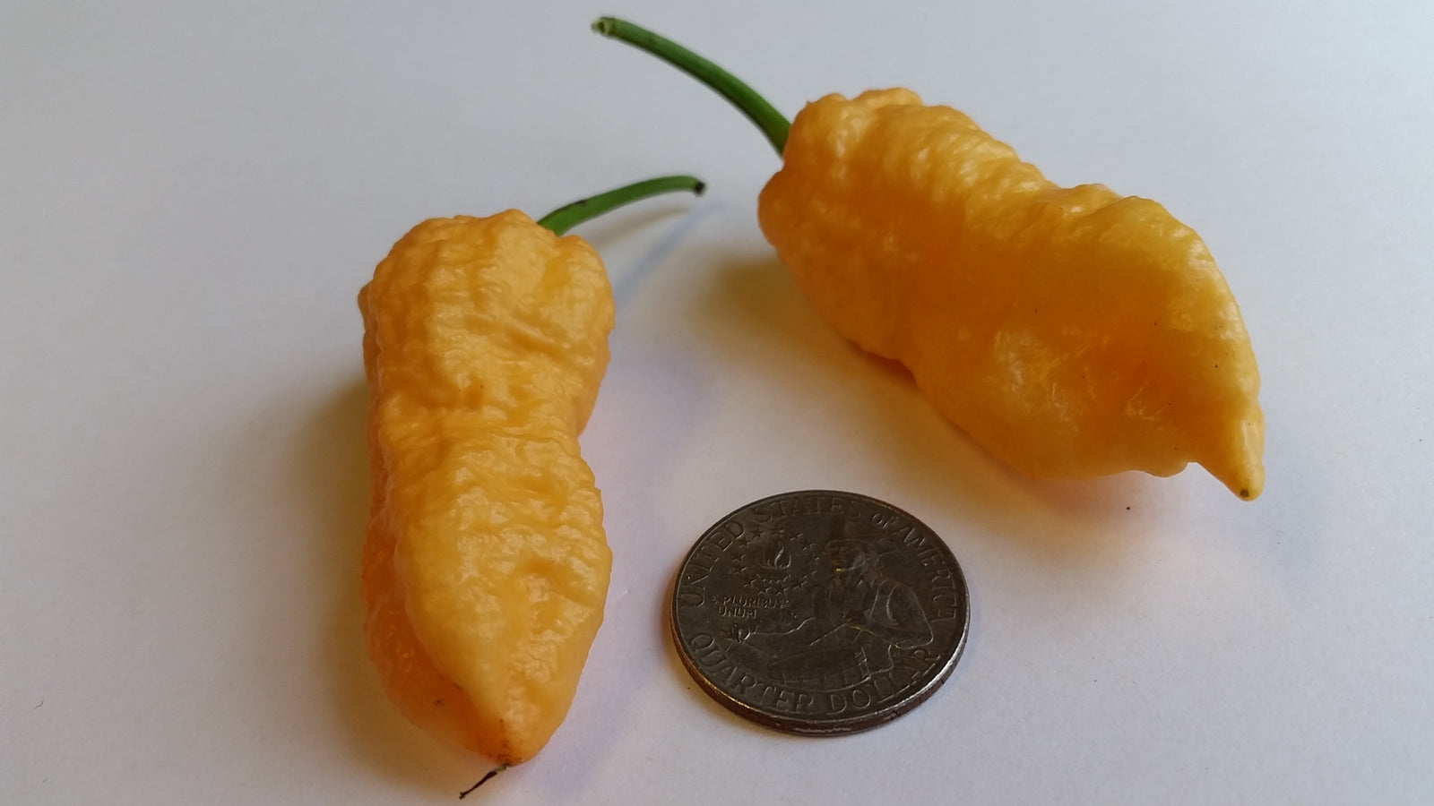Peach Bhut Jolokia Ghost - Seeds - Bohica Pepper Hut 
