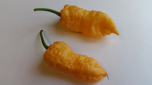 Peach Bhut Jolokia Ghost - Seeds - Bohica Pepper Hut 