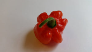 Star of Turkey - Seeds - Bohica Pepper Hut 