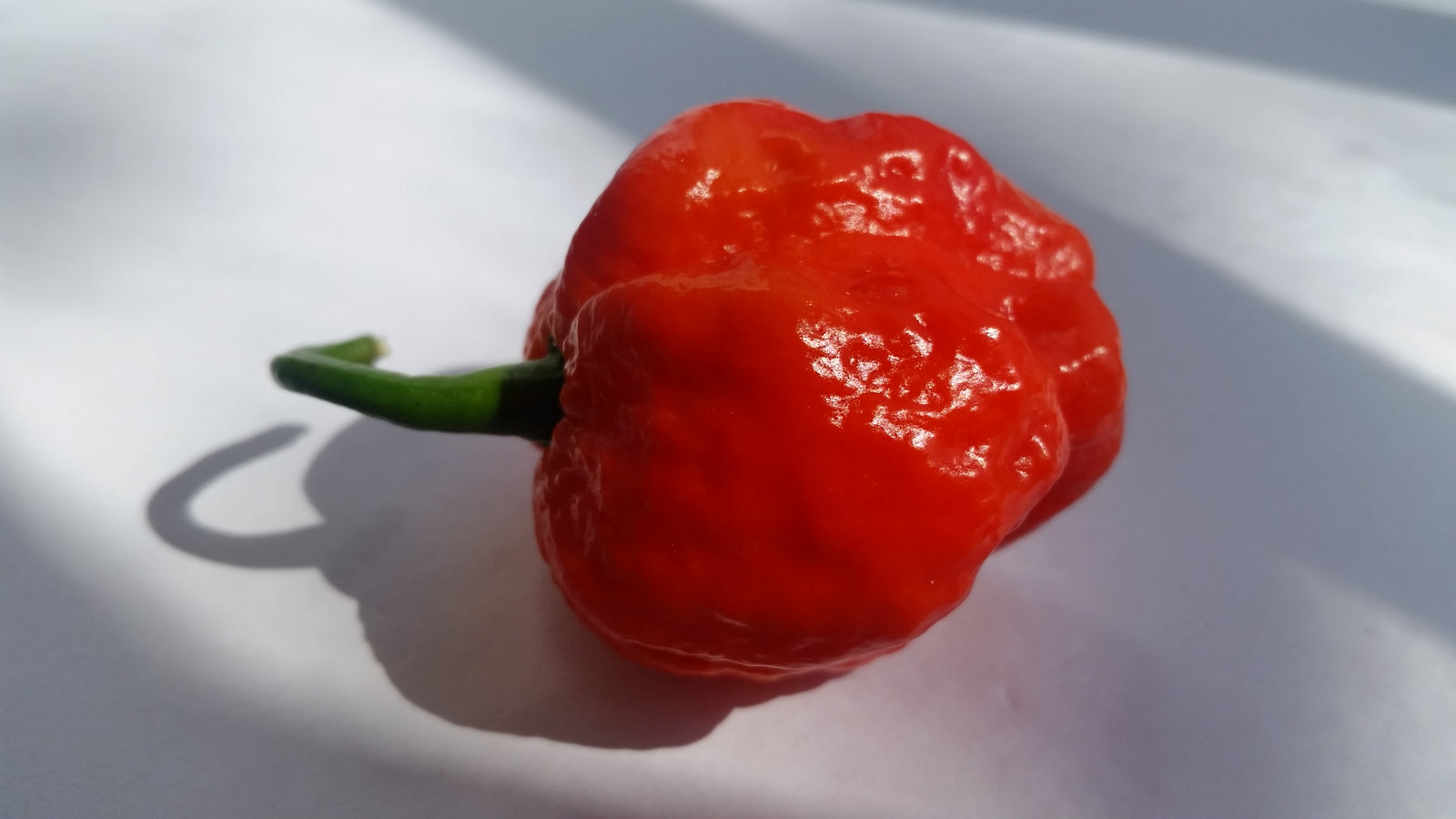 Super Hot Beast - Seeds - Bohica Pepper Hut 