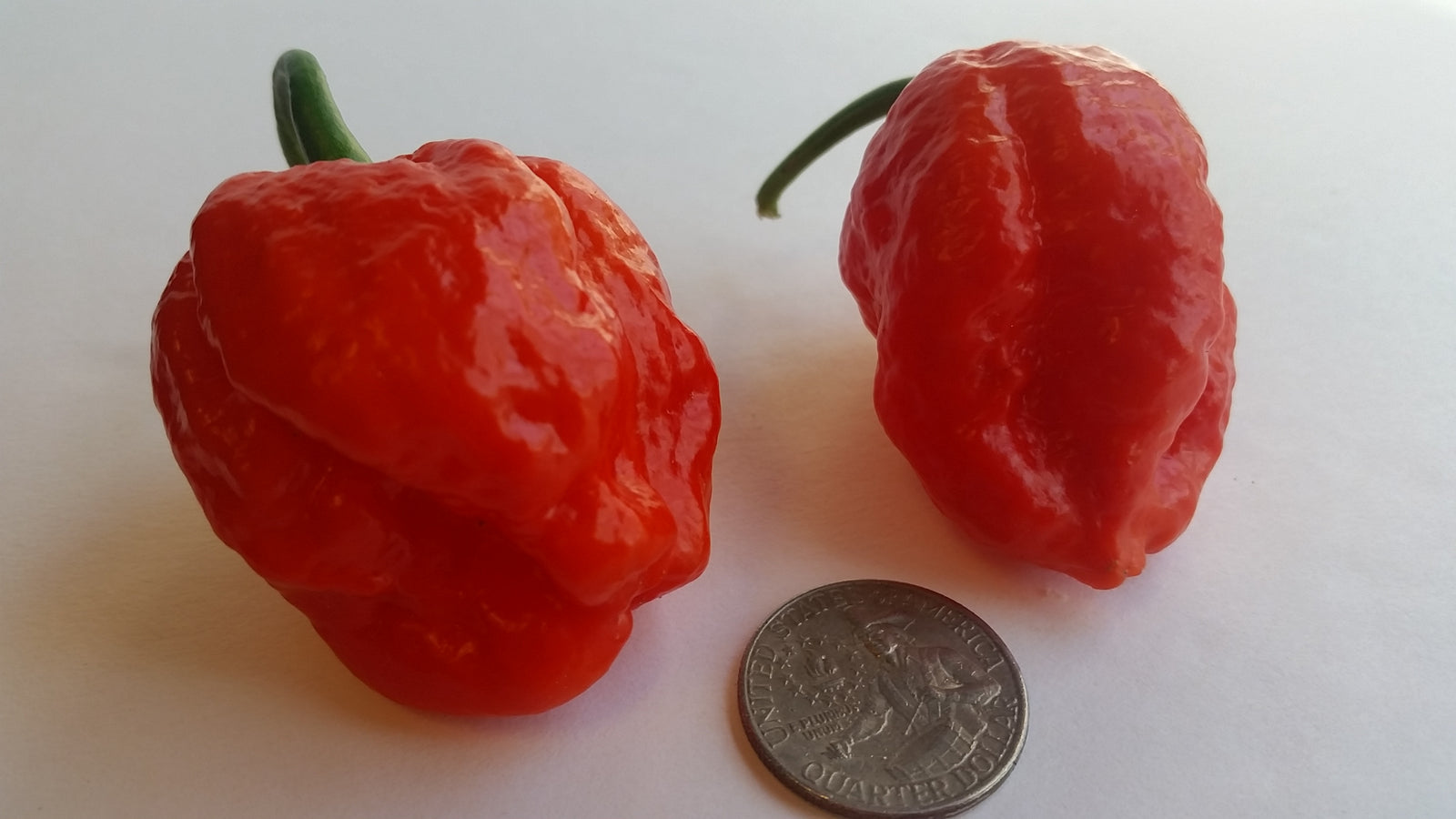 Super Hot Beast - Seeds - Bohica Pepper Hut 
