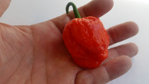 Super Hot Beast - Seeds - Bohica Pepper Hut 