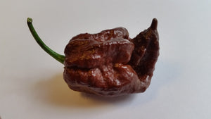 Trinidad Chocolate Scorpion - Seeds - Bohica Pepper Hut 