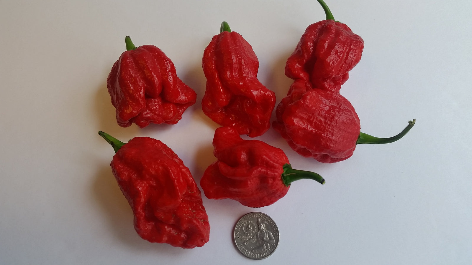 Trinidad Douglah / Red - Seeds - Bohica Pepper Hut 