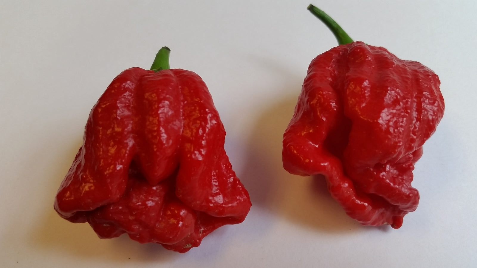 Trinidad Douglah / Red - Seeds - Bohica Pepper Hut 