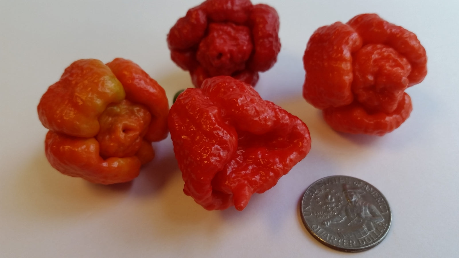 Trinidad Moruga Scorpion Red - Seeds - Bohica Pepper Hut 