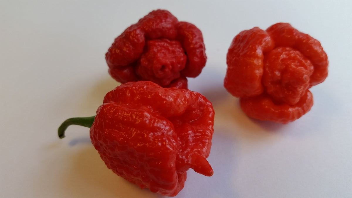 Trinidad Moruga Scorpion Red - Fresh Seeds from Bohica Pepper Hut