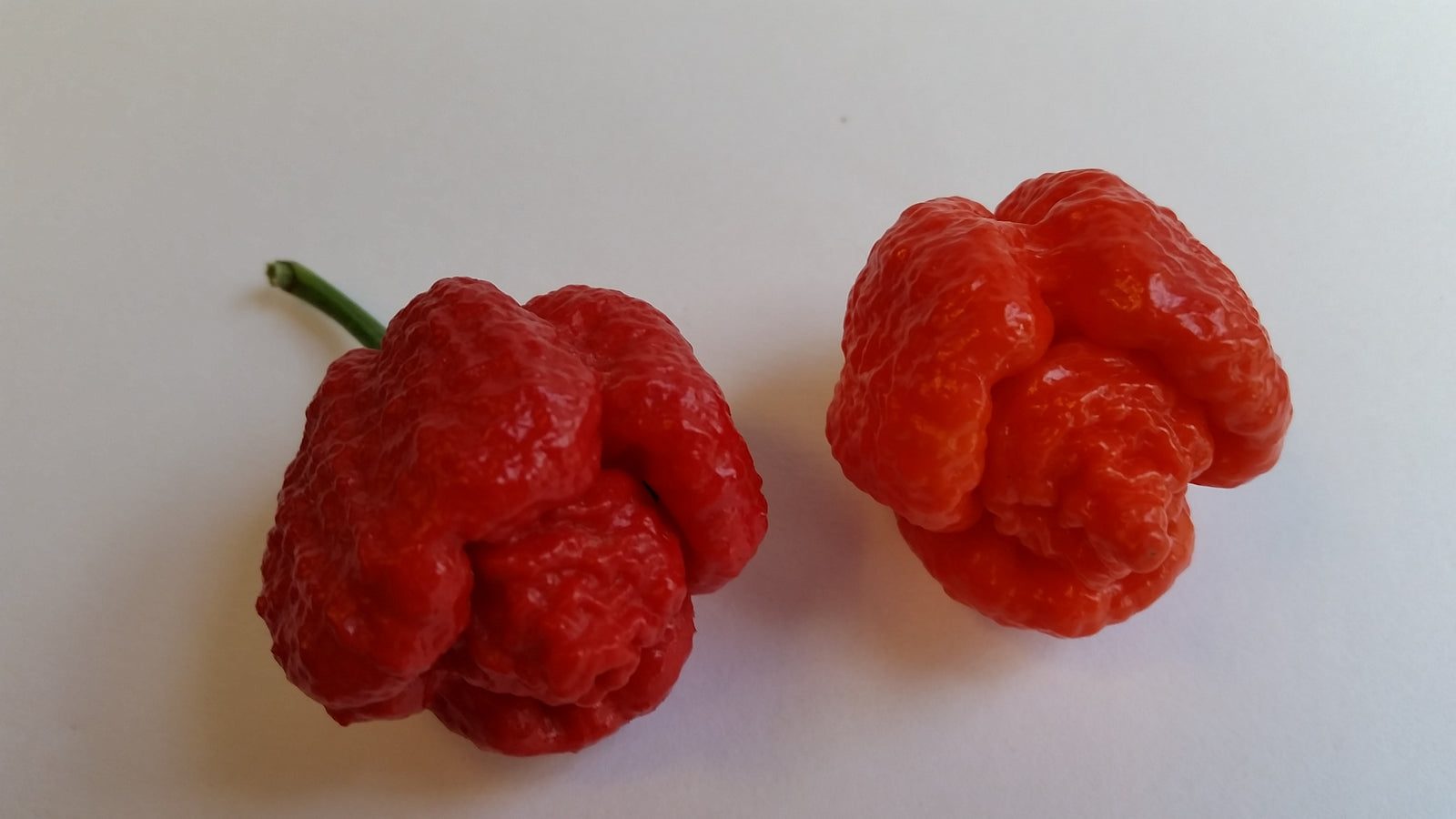 Trinidad Moruga Scorpion Red - Seeds - Bohica Pepper Hut 