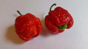 Fresh Super Hot Peppers - Mixed Red/Orange Box:    All Red & Orange colored peppers - Bohica Pepper Hut 