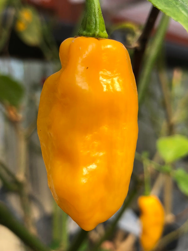 Bhut Jolokia Yellow Ghost - Seeds from Bohica Pepper Hut