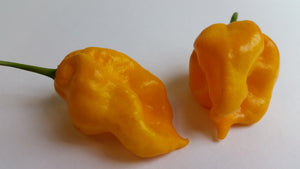 Yellow Naga - Seeds - Bohica Pepper Hut 